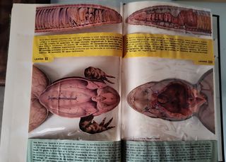 Gran Enciclopedia del Mundo (Durvan, 1961)