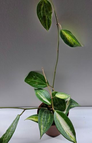 Hoya macrophylla "Pot of Gold"