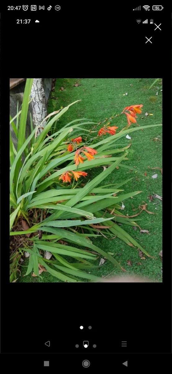 Bulbi di crocosmia 5 bulbi 2 euro