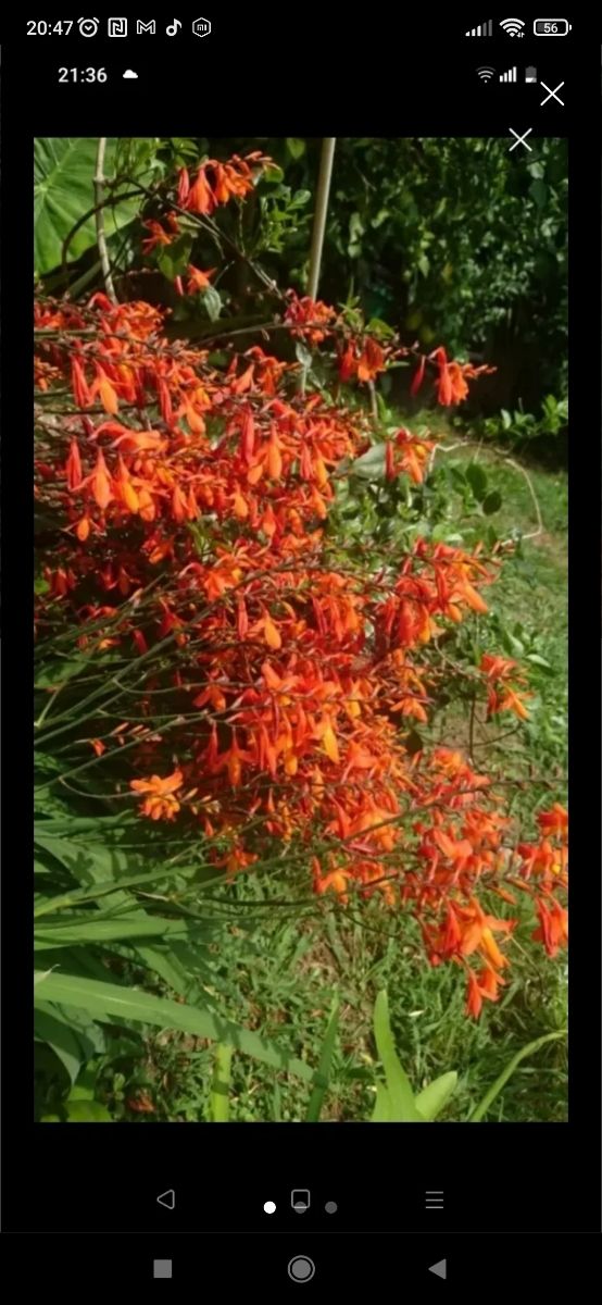 Bulbi di crocosmia 5 bulbi 2 euro
