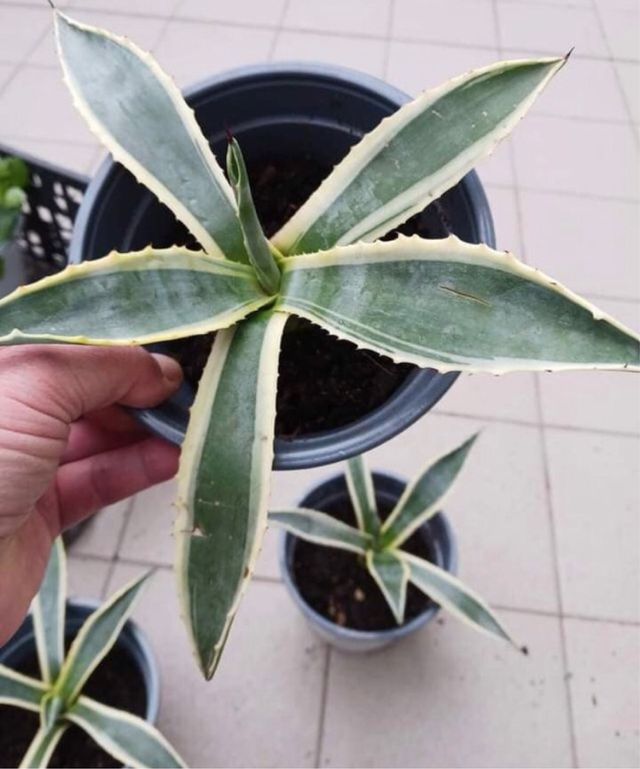 Pianta ornamentale Agave