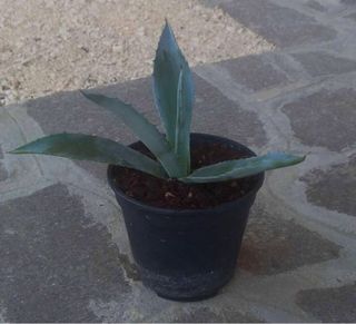 Pianta ornamentale Agave