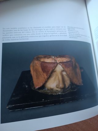 Arte y carne. La anatomía a la luz de la Ilust