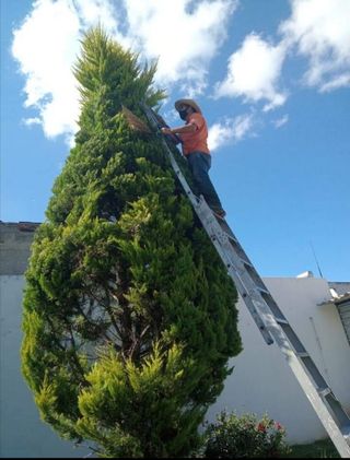Limpieza de parcelas jardines 