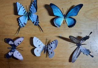 5 farfalle fantasia reale