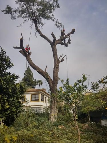 Ofecial de poda de arboles en altura 
