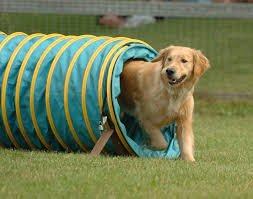 Tunnel mobility dog professionale