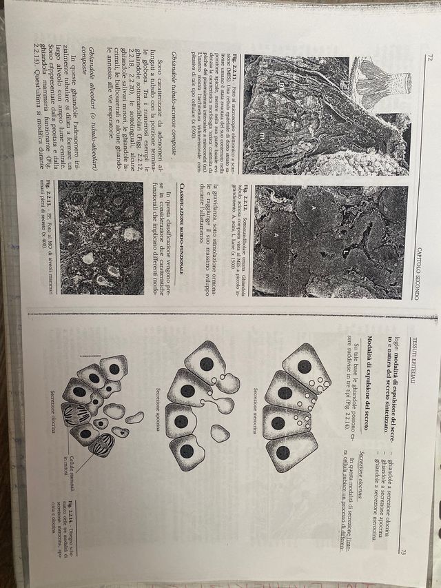 Citologia e istologia umana