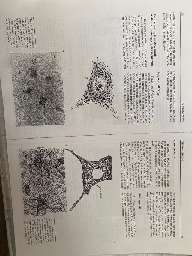 Citologia e istologia umana