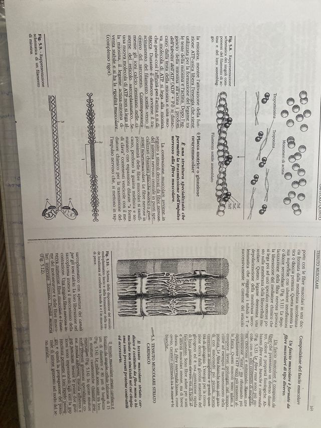 Citologia e istologia umana