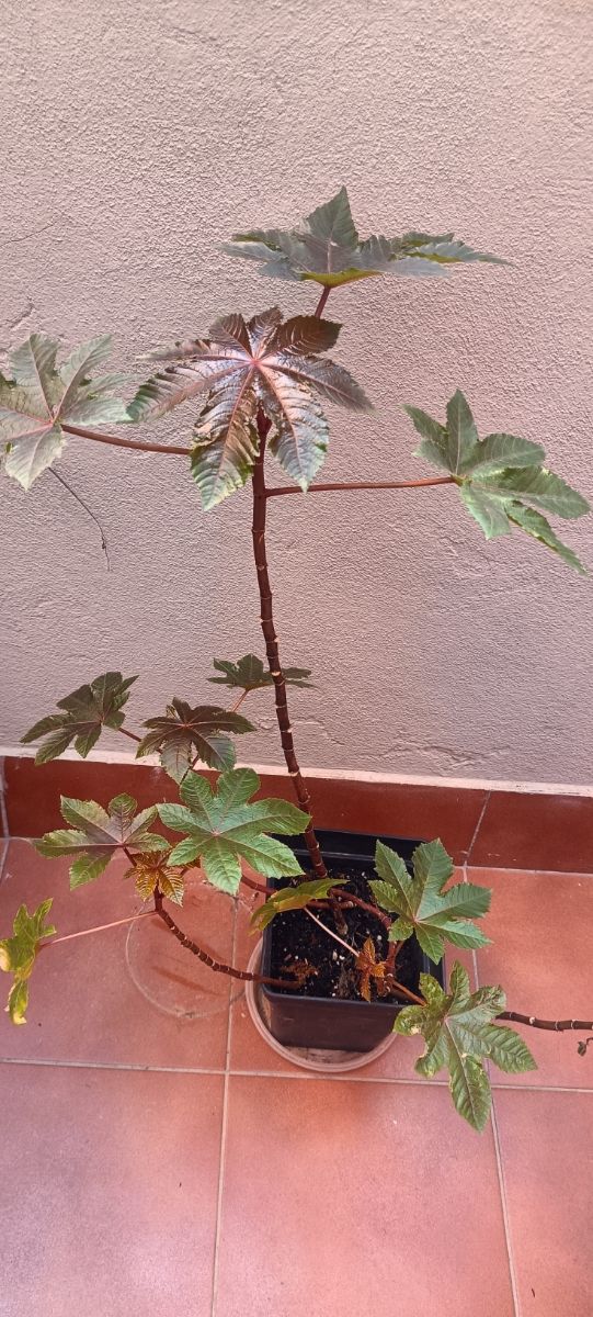 Planta de Ricino 