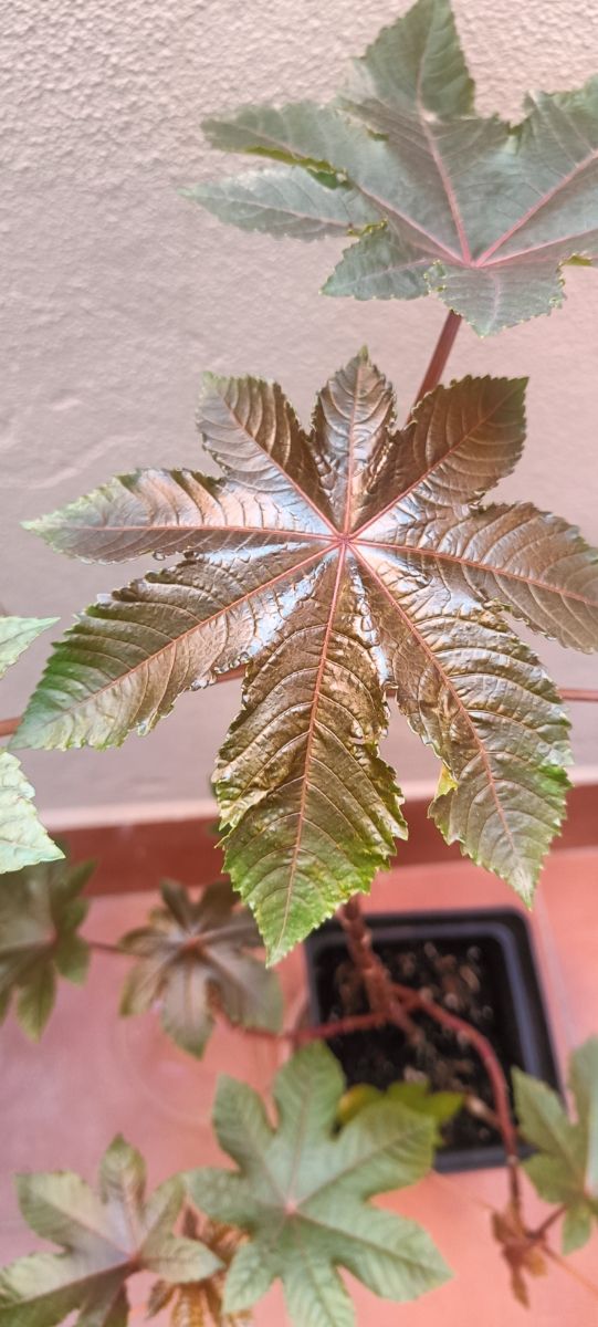 Planta de Ricino 