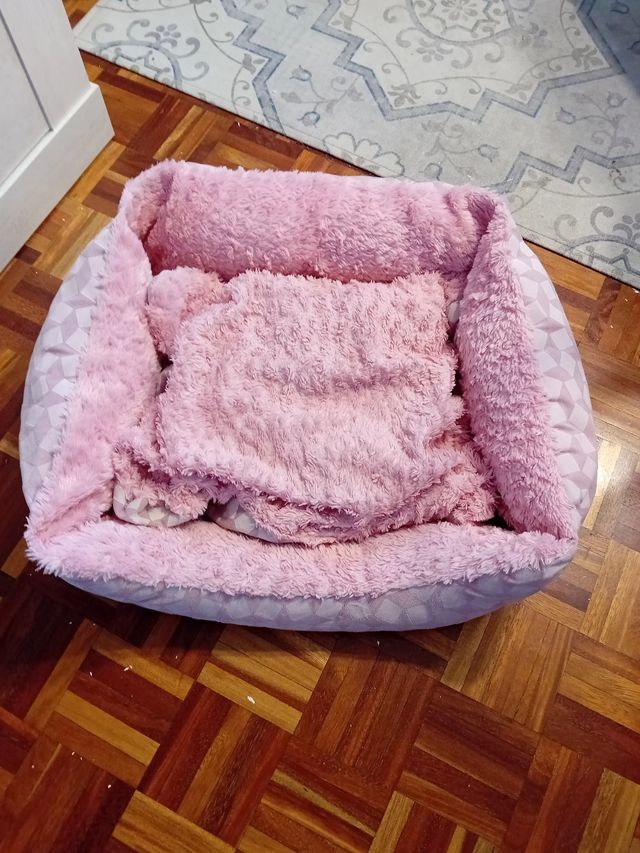 Camita perrito o gatito