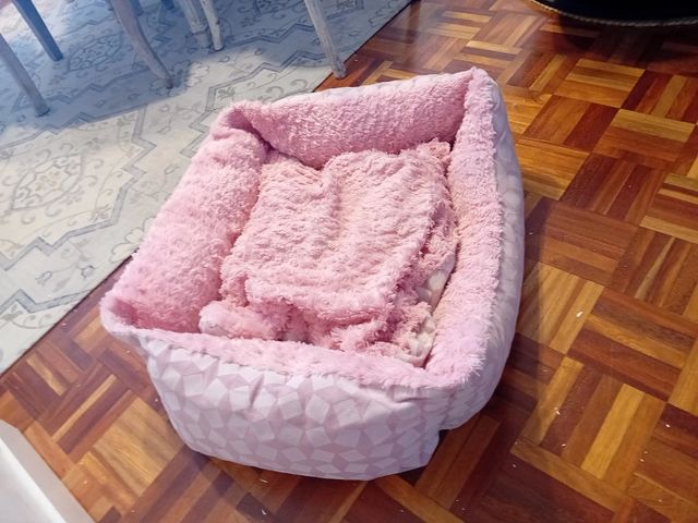 Camita perrito o gatito