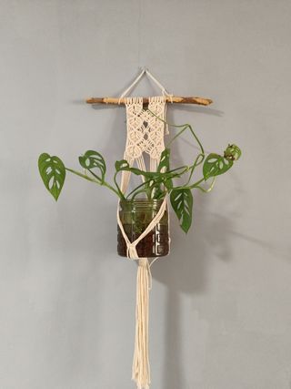 Monstera Monkey 