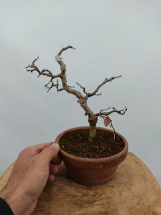 Carpinus turczaninowii.