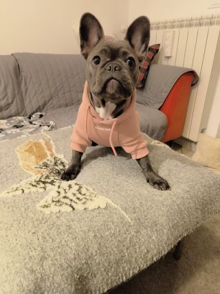 Felpa per Cani con Cappuccio Taglia L