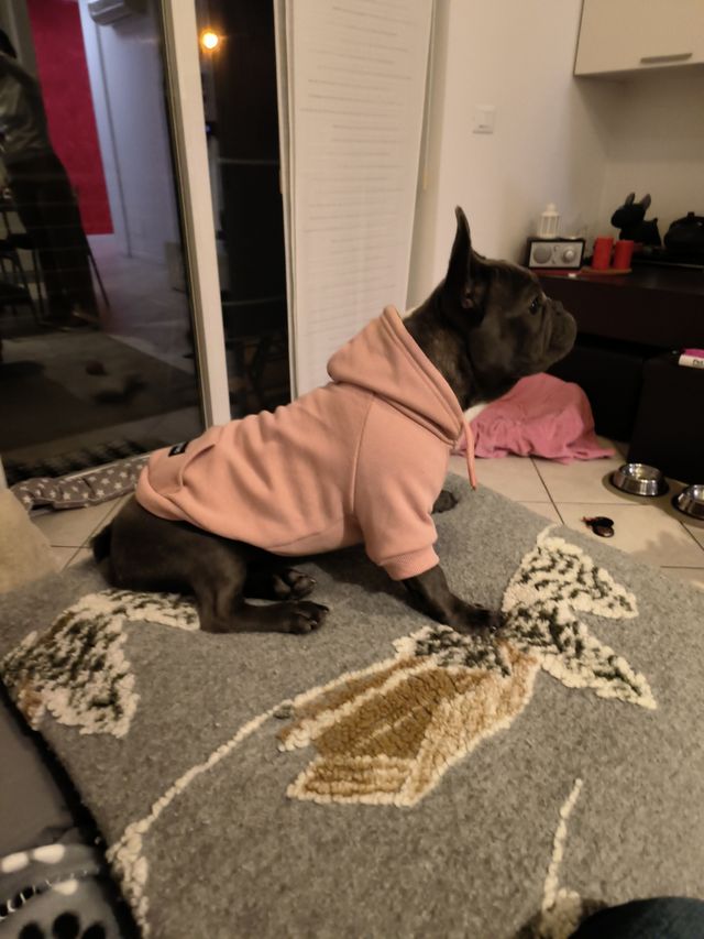 Felpa per Cani con Cappuccio Taglia L