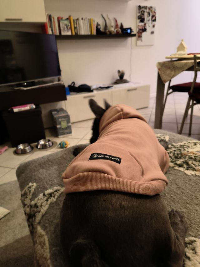 Felpa per Cani con Cappuccio Taglia L