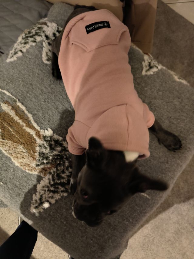 Felpa per Cani con Cappuccio Taglia L