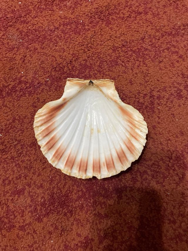 Conchas Santiago de compostela , Cenicero