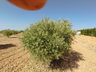 Parcela