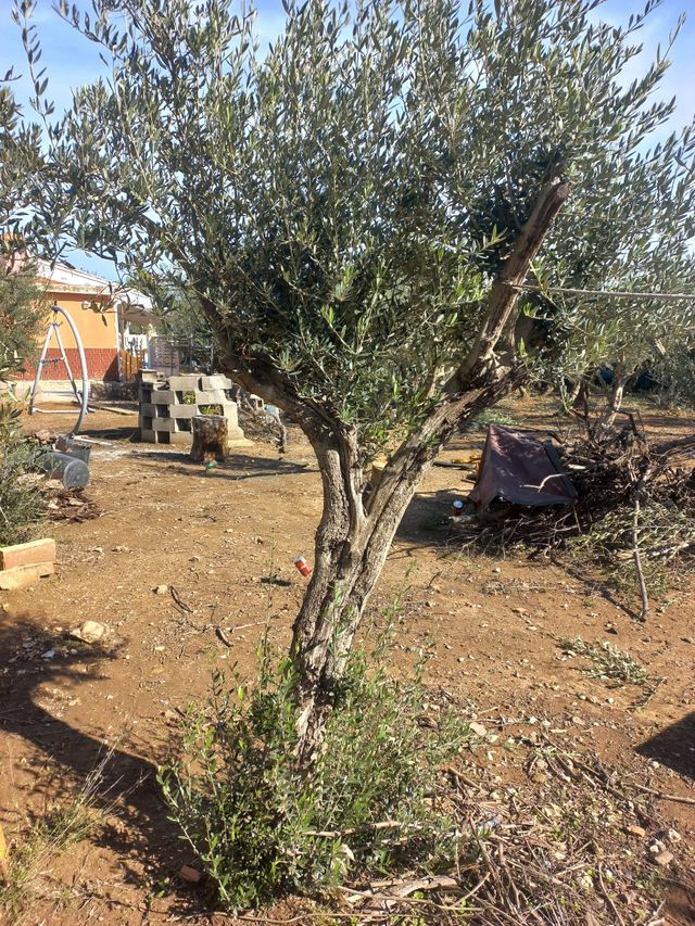 Regalo olivos de Jaén