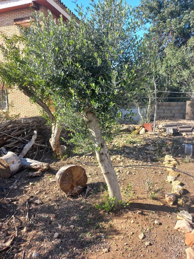 Regalo olivos de Jaén