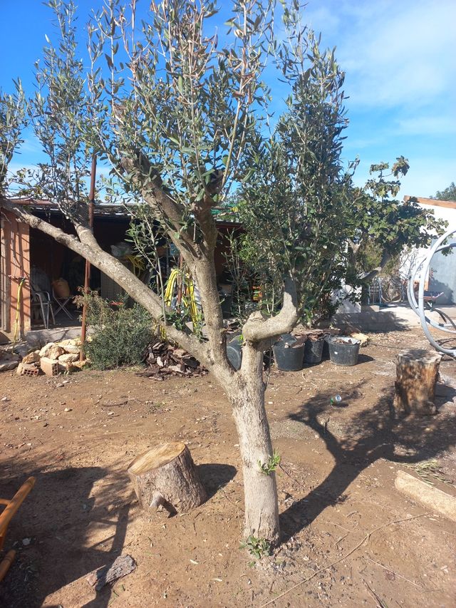 Regalo olivos de Jaén