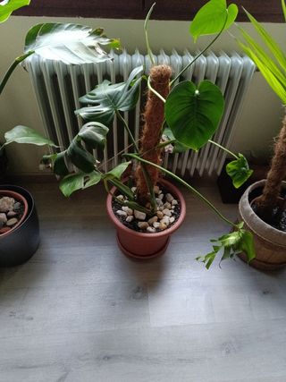 Planta Monstera Deliciosa