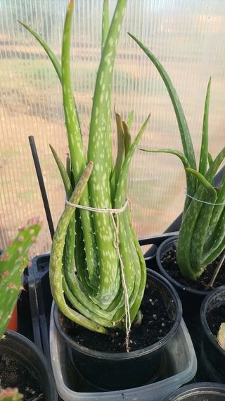 Planta Aloe vera