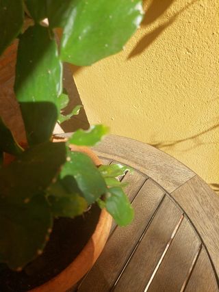 Planta Cactus de tamaño mediano