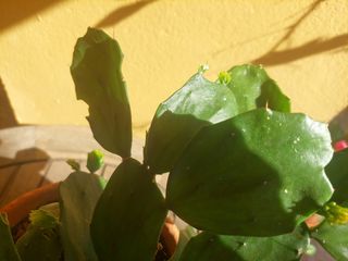 Planta Cactus de tamaño mediano