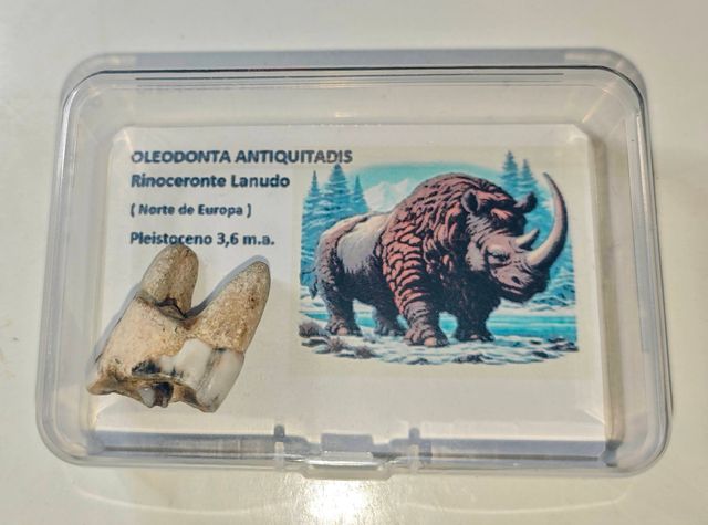 Gran colección fosiles. 10% Dto. Ve a mi perfil.