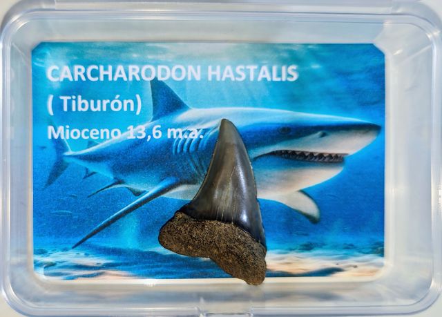 Gran colección fosiles. 10% Dto. Ve a mi perfil.