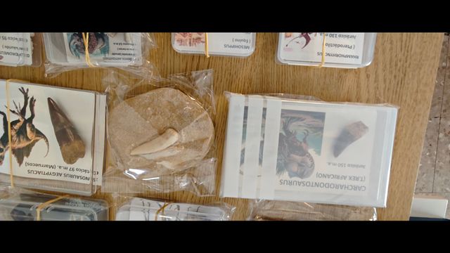 Gran colección fosiles. 10% Dto. Ve a mi perfil.