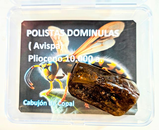 Gran colección fosiles. 10% Dto. Ve a mi perfil.