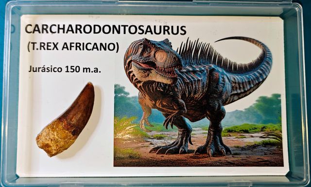 Gran colección fosiles. 10% Dto. Ve a mi perfil.