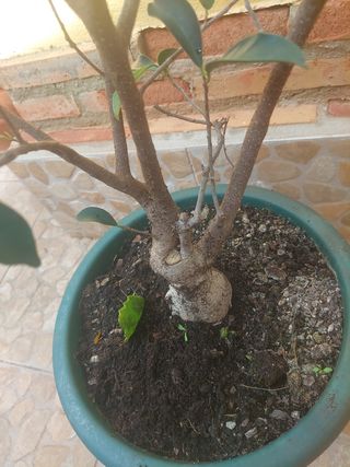 Planta Ficus retusa bonsai