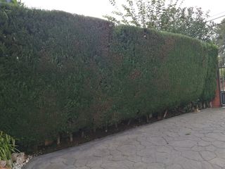 Jardinero economíco 