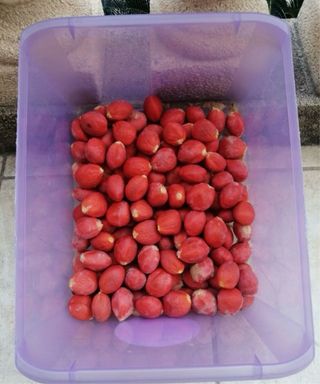 10 SEMILLAS DE CYCA REVOLUTA FRESCAS