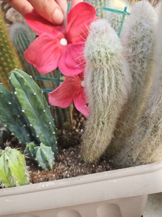 Cactus "testa di vecchio"