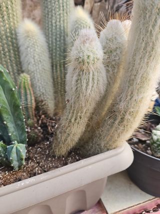 Cactus "testa di vecchio"
