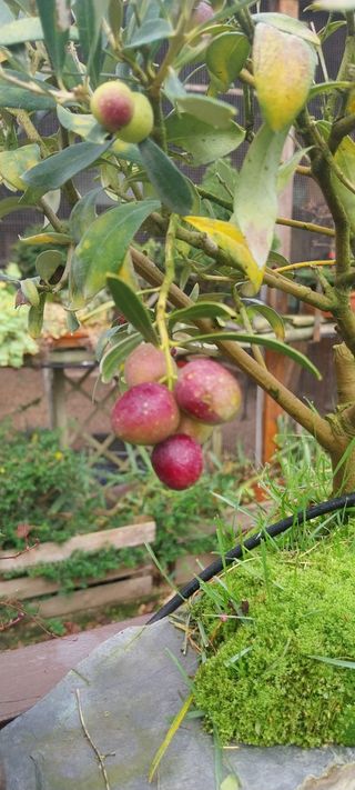 Bonsai bosque olivos