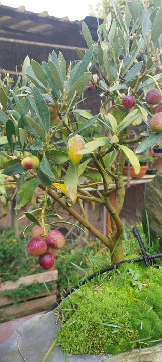 Bonsai bosque olivos