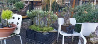 Bonsai bosque olivos