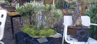 Bonsai bosque olivos