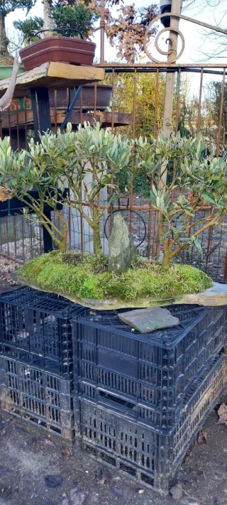 Bonsai bosque olivos