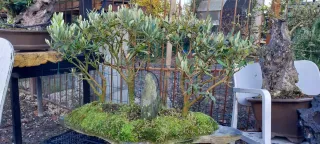 Bonsai bosque olivos