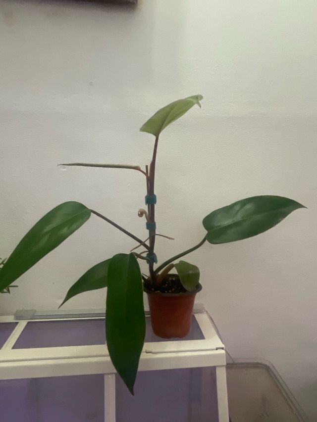 Philodendron Emerald Red